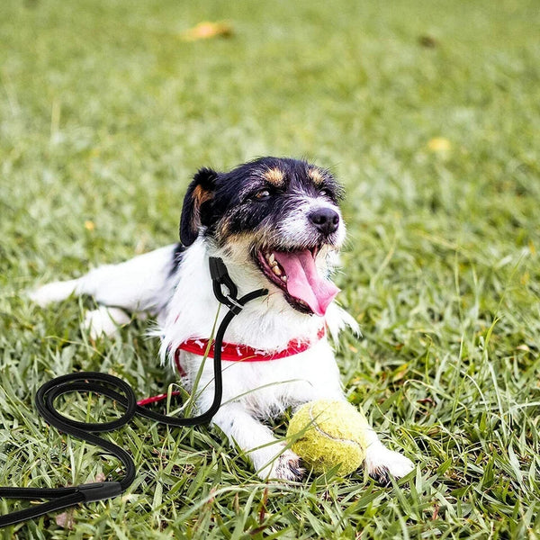 Puppy Dog Training Slip Rope Dog Lead Strong Nylon Training Walking Leash 6-10mm