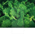 files/681a4c51316a4d63ffe4a8ba.png